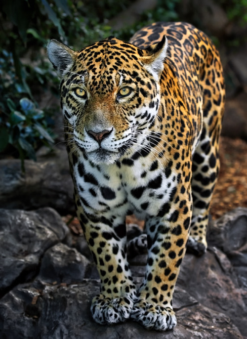 animalkingd0m:  Close Encounter by Klaus Wiese