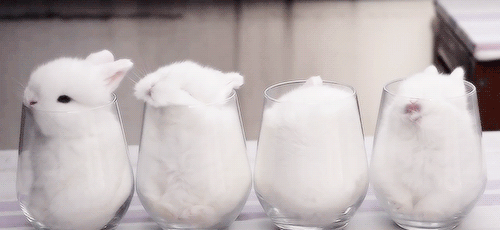 saucefactory: xxdaybreak: baby bunnies sleeping in glasses  Tag yourself, I’m the sleepy one in the second glass. Except way less pure. 