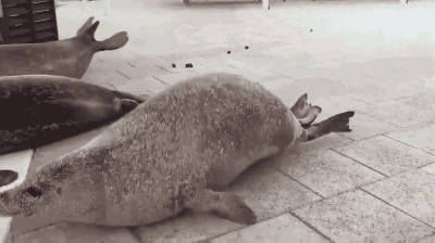 gifsboom:Seal race.(via CaptureTheFloof )