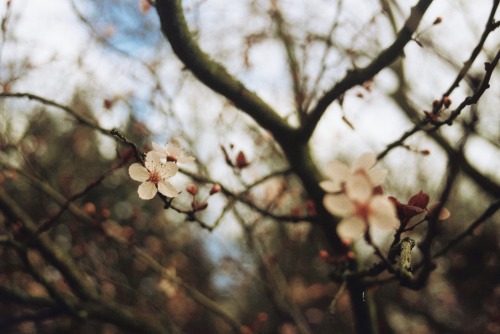 siamesehearts:  flowers in bloom lomography 35mm film