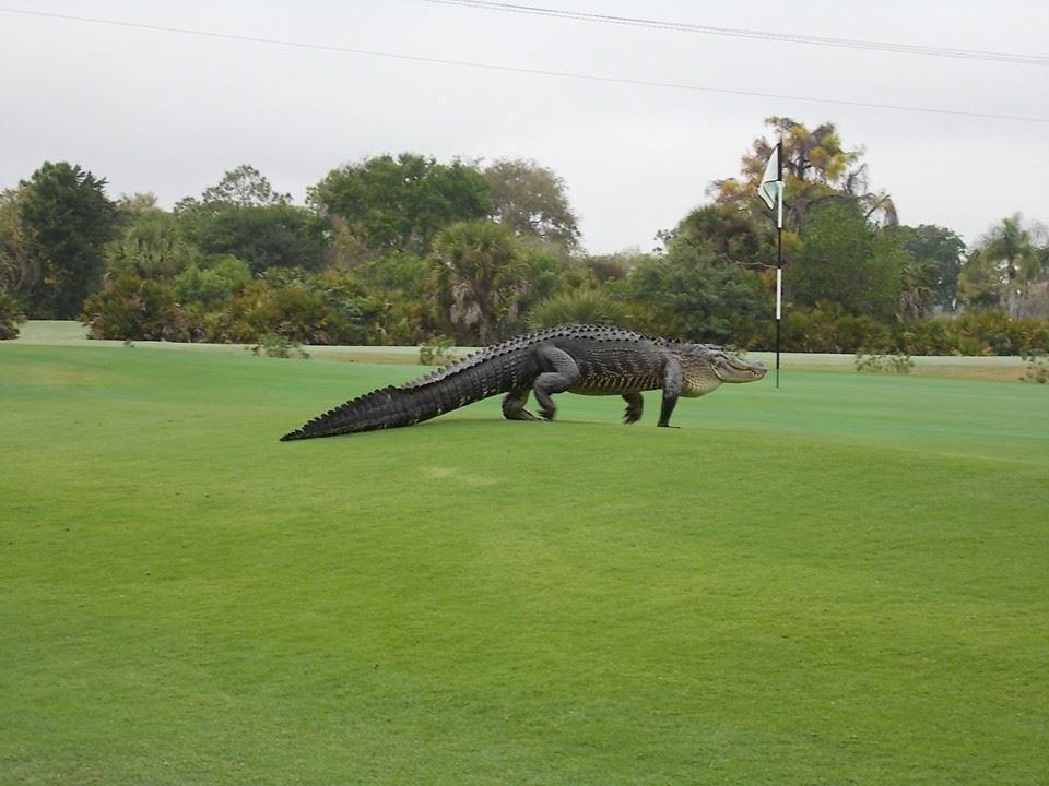 Waters edge golf course