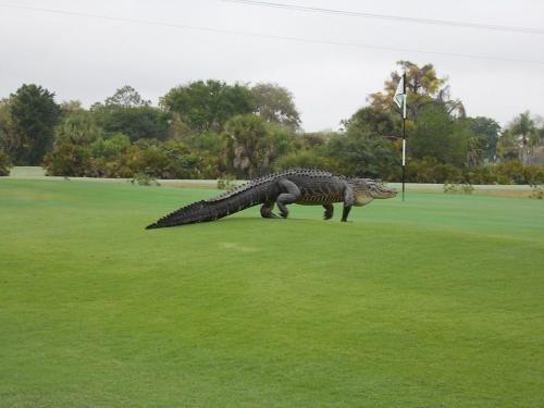 princeowl:sixpenceee:This giant alligator was photographed roaming a golf course in Florida.leave hi