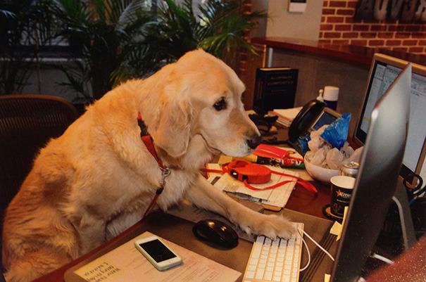 awfullydull:  awesome-picz:    Today Is National Take Your Dog To Work Day.  they