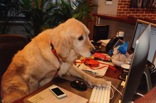 roarofalannister:  awesome-picz:    Today Is National Take Your Dog To Work Day.  tadokorocchiis, kougamishinyas