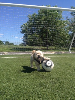 txtsfromtoby:  &ldquo;Thinking about entering the World Cup on behalf of Team Tumblr Dogs! Who’s with me?! :-D&rdquo; ~ Toby 