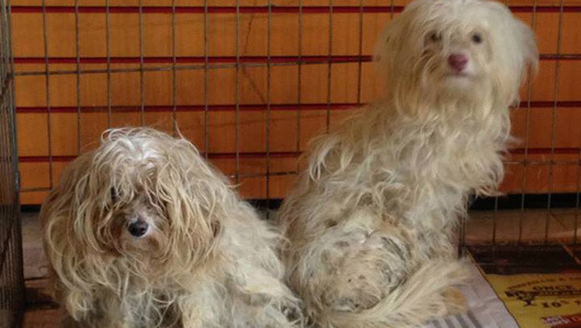 Detroit seeks mystery dog dumper
A number of underweight dogs with matted fur have been abandoned outside a pet store over the last six months.