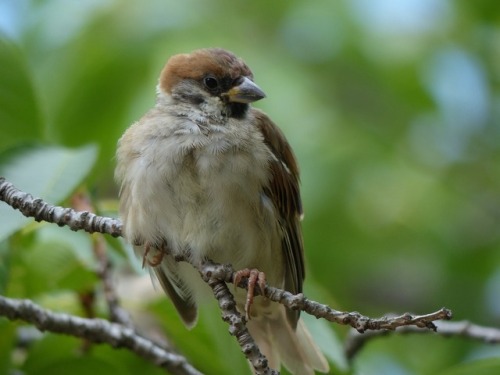 スズメ　Eurasian tree sparrowTown Sparrow ～ 街のすずめ　ArchiveTown Birds ～ 街の鳥  Archive