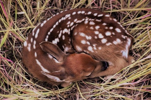 offleshandfeather:Just a reminder its fawn season! Watch where you are stepping and mowing!! We foun