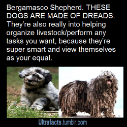 warriorzane:  ultrafacts:  Some Awesome Dog