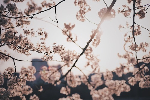 The Warmth Within Faded Memories Will Never Disappear.