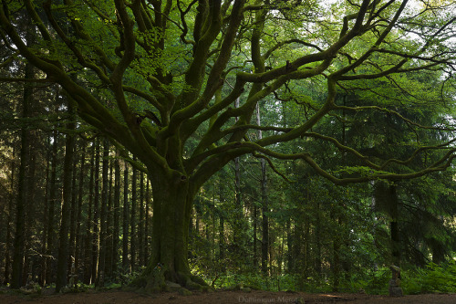 darkface:Harmonious tree by ~dominique-merotThe beech of Ponthus is one of the oldest tree of Brocel