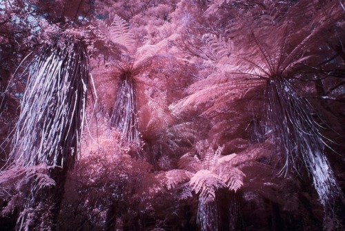 escapekit:New Zealand in PinkUsing an infrared camera, landscape photographer Paul Hoi captured drea