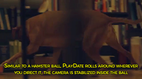 amityra:  surejan-jpeg:  bill-11b:  sizvideos:  Discover PlayDate, the world’s first pet camera in a smart ball. Get more information here  @low-key-lyesmith  Oh….my….God  This is simultaneously the most stupid/frivolous item ever and the most