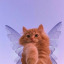 fairybabyrex