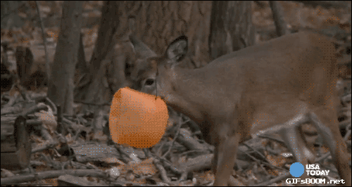 gifsboom:  Deers Gifs  omg too cute! &lt;3
