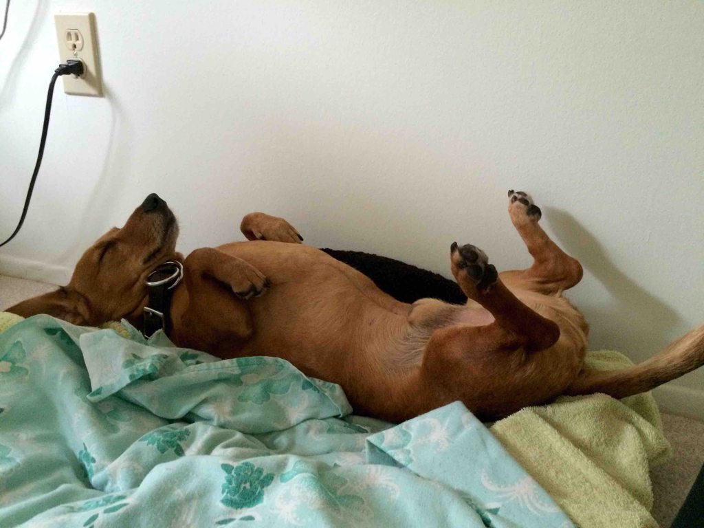 cute-overload:  I found him sleeping like this…http://cute-overload.tumblr.com