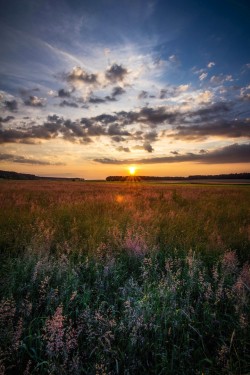 isawatree:  Colorfull Nature by Max Bauer