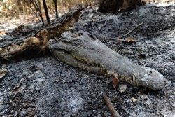 karlrincon:The Amazon Forest  produces more than 80 percentage the world’s oxygen and is home to more than half of the world’s species of plants, animals and insects. It has been burning for 3 weeks and we have just found out about it! The lungs of