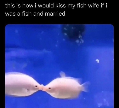 It's Fishposting Tuesday Everyone !!