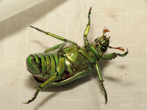 onenicebugperday: Glorious Scarab, Chrysina gloriosaFound in the southwestern United States from Tex