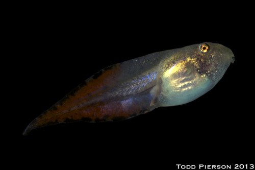 toadschooled: Tadpole and young froglet specimens of the eastern gray treefrog [Dryophytes versicolo