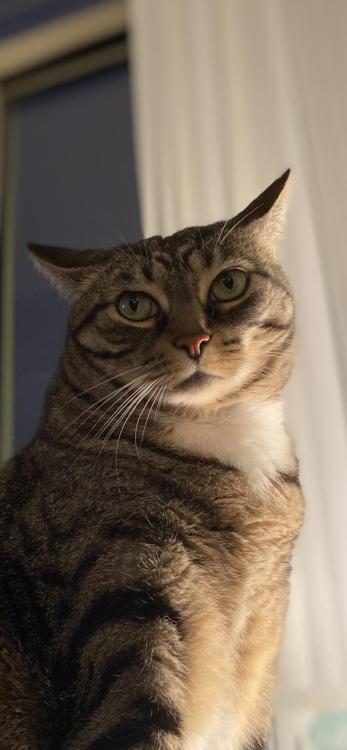 cutecatpics:Senior Portrait Source: robbysusser on catpictures.