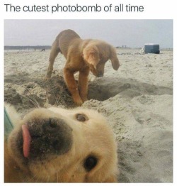 Best Dog Memes(Or Anything Else That Has