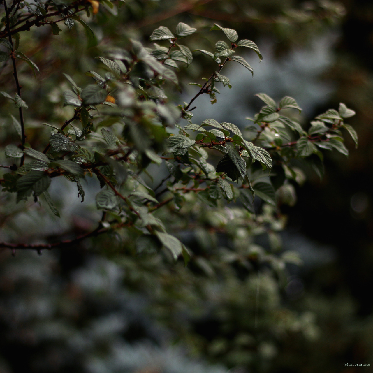 rivermusic:  Sand Cherry and Blue Spruce and RainDedicated to Natalie @caeliriva