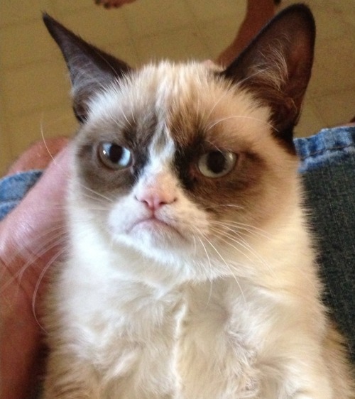 The Witcher Characters As Cat Memes I Had On My Phone: