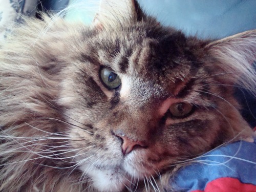 Arthur, my 25 lb. Maine Coon, gone, but always in our hearts (submitted by Karen)