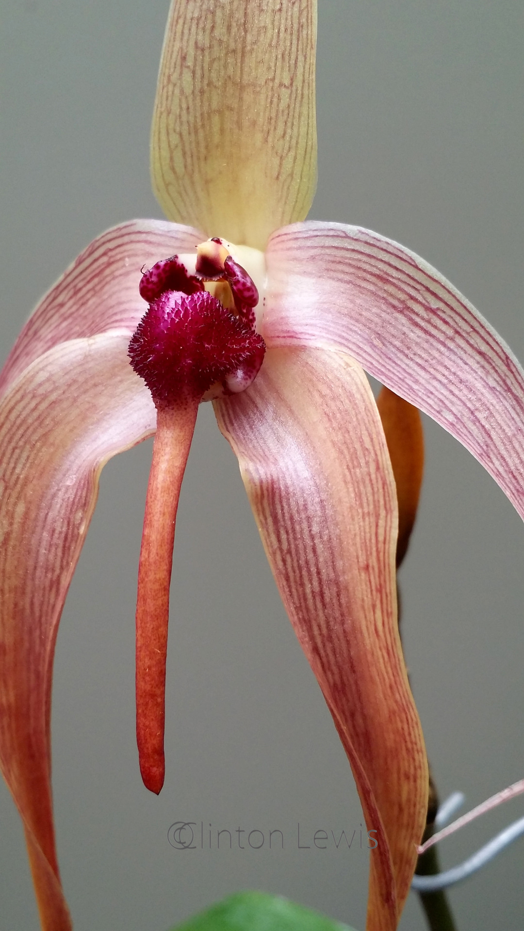 orchiddynasty:  Bulbophyllum echinolabium  (Borneo/Sulawesi)  No matter how you
