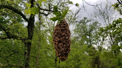 foxthebeekeeper: Dirt Cheap Beekeeping episode 1: What I’m gonna tell you. First of all, beekeeping 