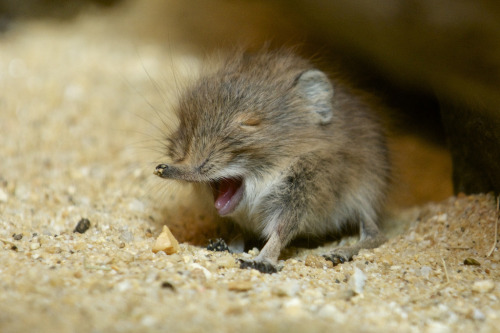 allcreatures:A short-eared elephant shrew was born May 8 at the Zoo’s Small Mammal House. The 