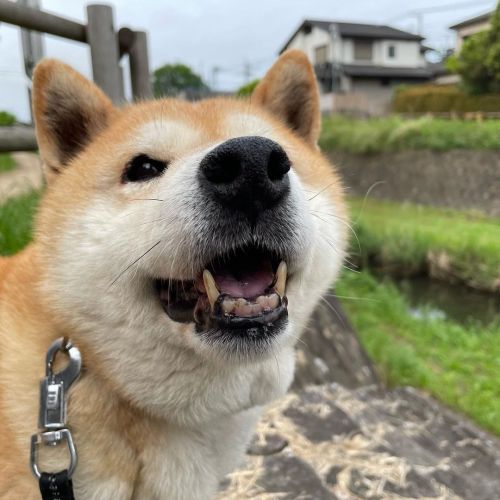 今日も良い一日になりますように #dog #doge #shiba #shibe #shibainu #shibastagram #komugi #柴犬 #赤柴 #しばいぬ #柴犬の小麦さん #14歳