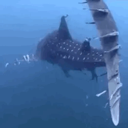 Whale Shark Stimboard