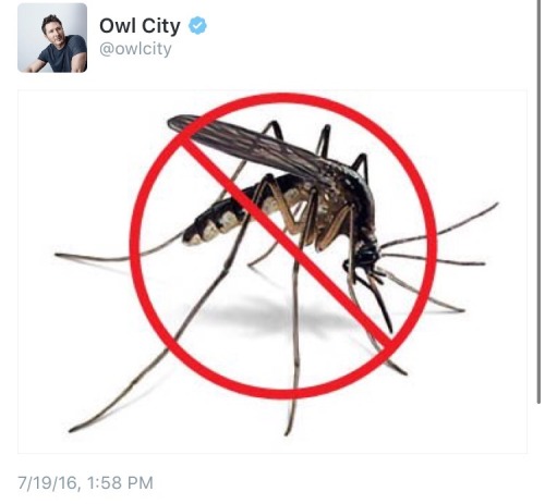 companionwolf:  naturaldaisaster:  nothing is quite as Good and Pure as owl city trying to protect his fans from the mosquitoes  His name is Adam Young and he is my fave. 