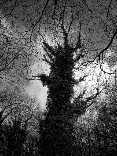 artificial-artifact:(Green and black/ nature and care: from multiple sources to multiple sources…I noticed.)
