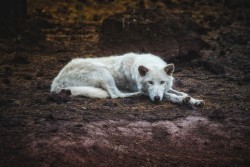 elegantwolves:  Lone Wolf by Stephen Moehle