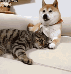 babyanimalposts:  feeling sad? you need this blog on your dash!