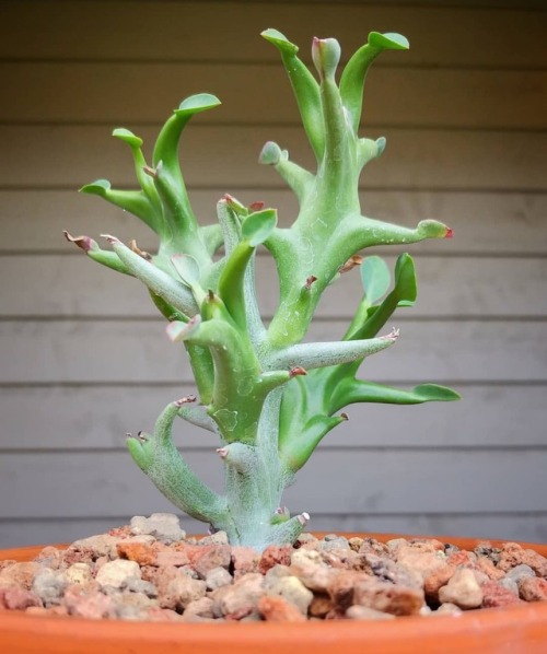 Euphorbia peltigera #privatecollection #euphorbia www.instagram.com/p/BociZxGHNsG/?utm_sourc