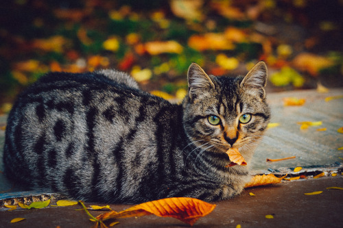 antoniomengs: Autumn cat