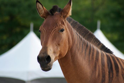 all-the-horses: Stormy Zorse, Mare Born 1997