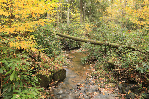 Fall visits the virgin hemlock forest at Cathedral State Park.