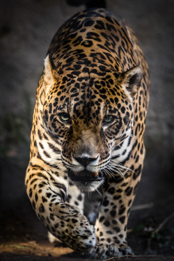 earthandanimals:   Walk of the Jaguar by Stephen Moehle      