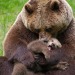 bearotonin-international:One year ago today, the word “bearotonin” was born. To celebrate this anniversary, here is some of the bearotoniniest bearotonin we have