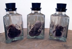 theoddcollection:  Preserved octopus wet