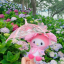 joyfulpeaceflower