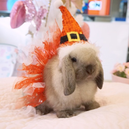 momotokio:  Santa bun knows if you have been naughty or nice! Happy holidays from Ryo-Ohki & Momo! Instagram @momotokio 💖  Cutie