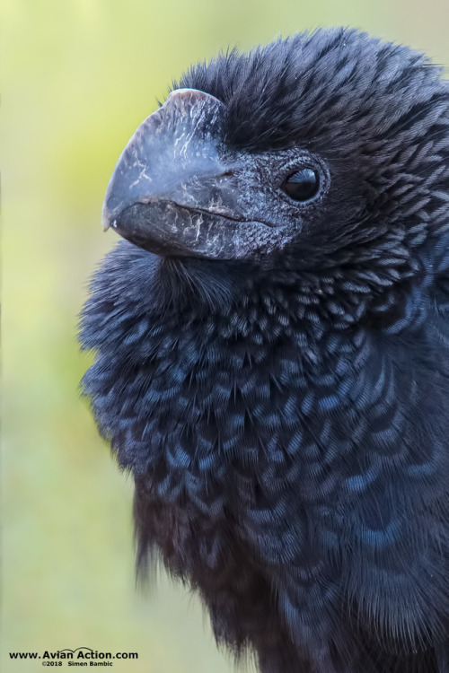 ainawgsd: The smooth-billed ani (Crotophaga ani) is a large near passerine bird in the cuckoo family