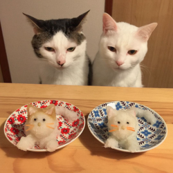 catsbeaversandducks:  Cats &amp; Food Two of the best things in the world combined. Photos by naomiuno 